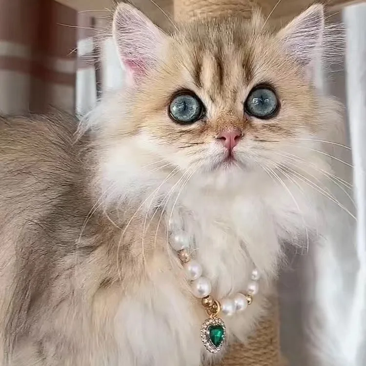 可愛いデザインのパール付きペットカラー：猫と犬用ハート型スワロフスキー装飾の実用性と選定ガイド