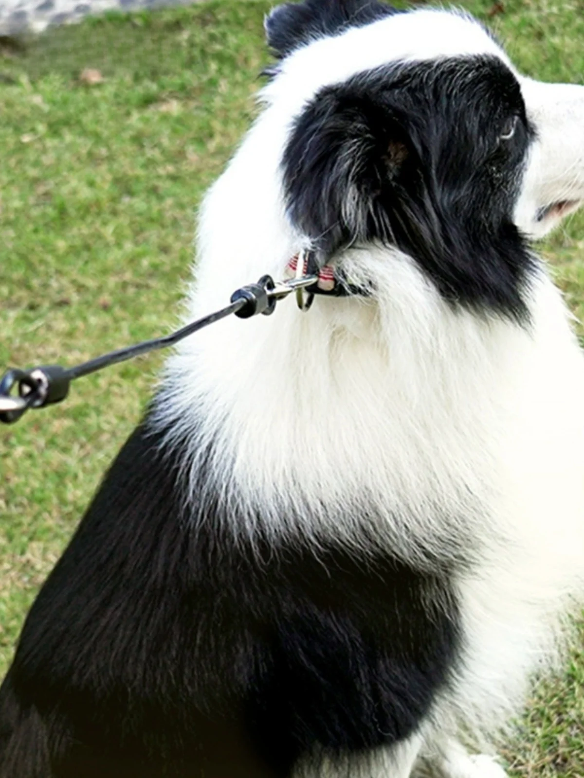 犬 おしめ とは 何ですか？厳選5選で、暮らしに溶け込むようなリアルな使い方を解説