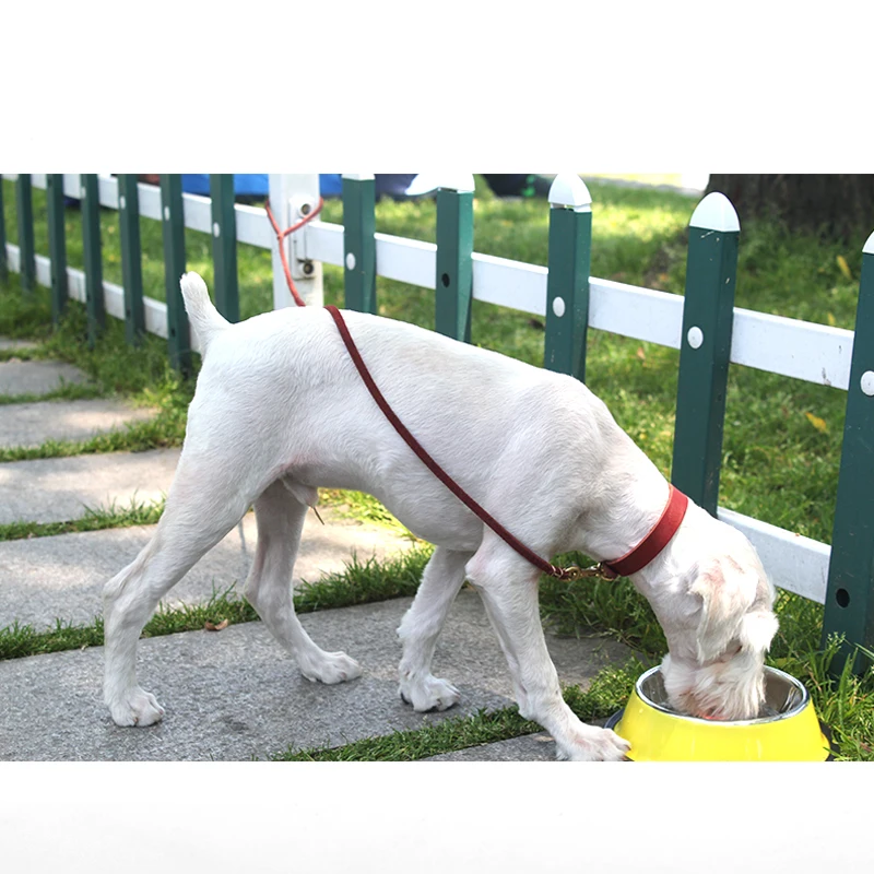 犬のお散歩グッズをコスパ良く揃える方法　牛革リードの実用性徹底解説
