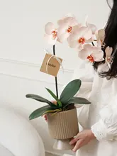 リアルタッチ胡蝶蘭の造花アレンジメント【リビング・ダイニング・玄関用・インテリア装飾】
