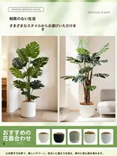 観葉植物 モンステラ 室内 大型 フロアプラント 装飾