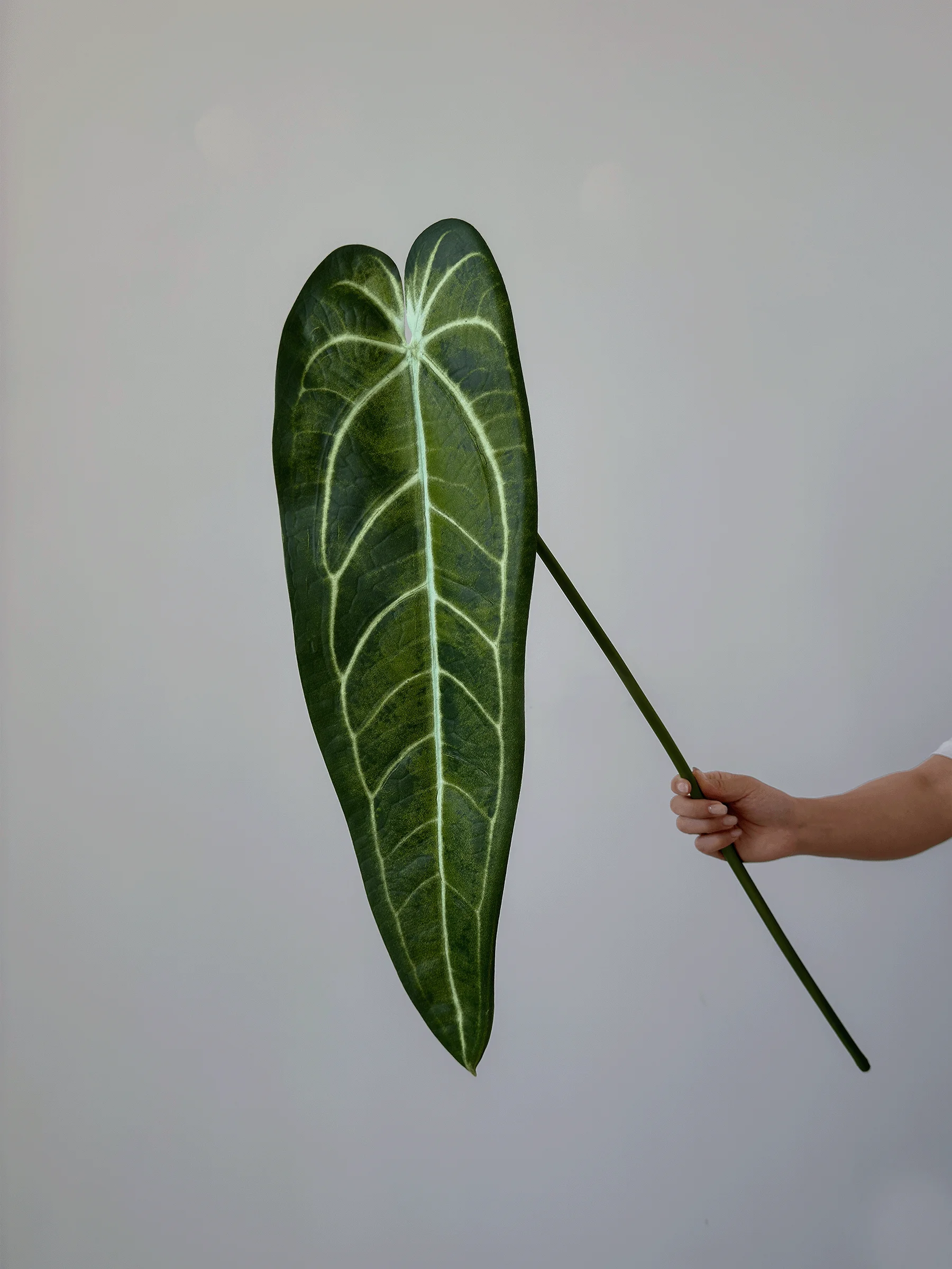 リアルな質感の人工観葉植物を選ぶには？見た目と暮らしの調和が鍵