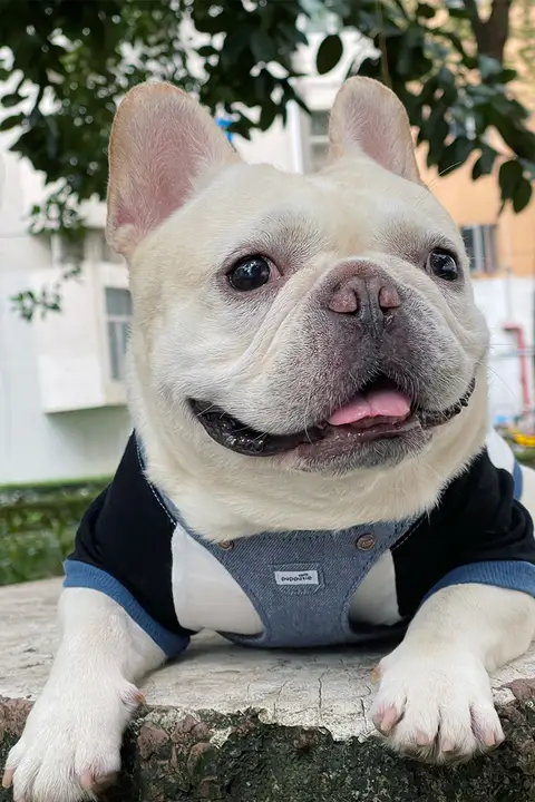 犬用 リード 対象犬種: フレンチブルドッグ パグ ベストデザイン 抜け出し防止