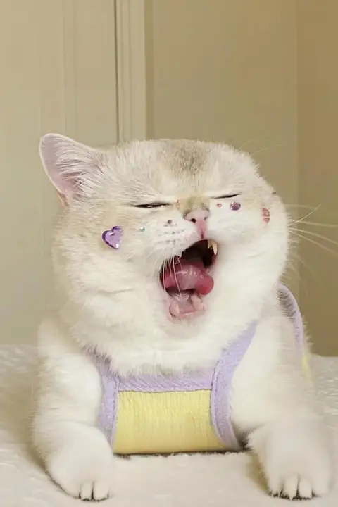 猫 ステッカー 犬 クリスタルステッカー ペット 誕生日 装飾 3D 立体