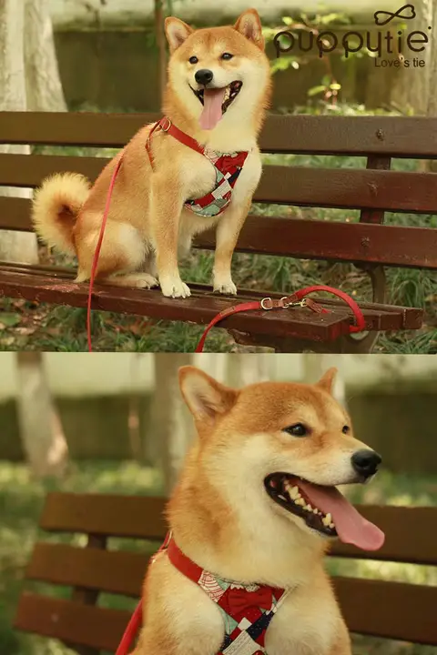 小型犬用 2頭引きリード【テディベア・ハーネス付き・猫対応】