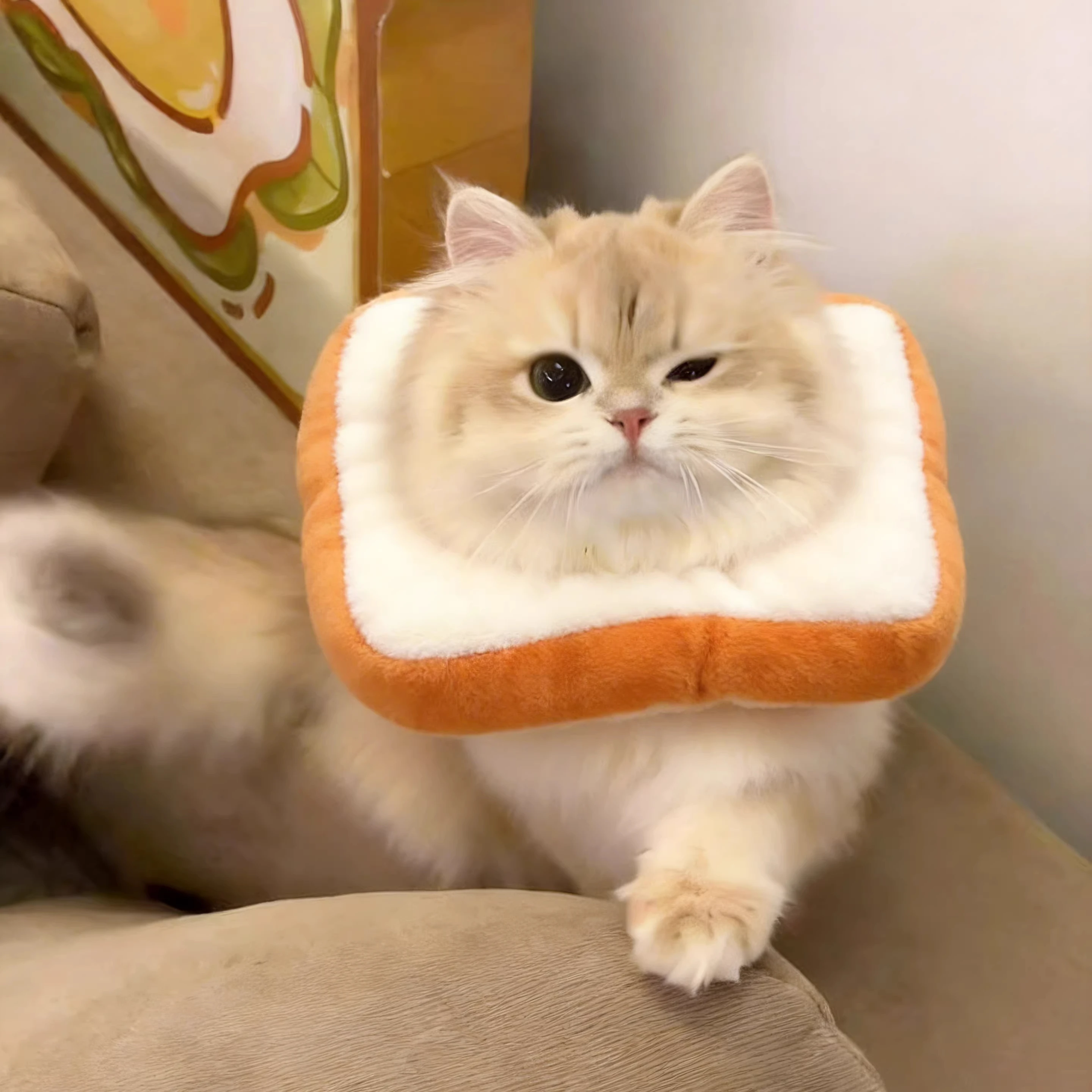 ペット用エリザベスカラー：マンションにペットを飼うための安全な保護具