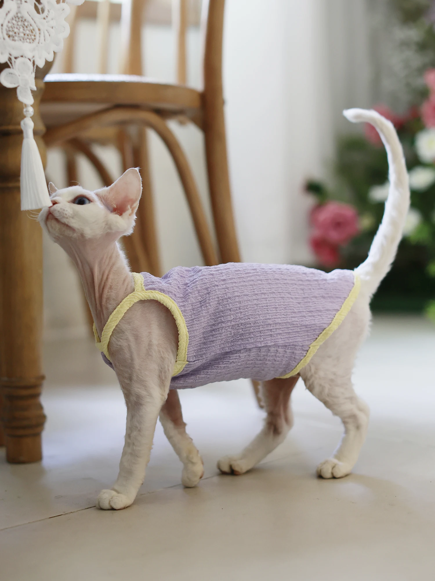 一人暮らし向け無毛猫用ウェア：マカロンカラーのキャミソールで快適な日常を実現