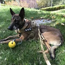 中大型犬用 胸部ハーネス【K9スタイル・引き紐対応・快適フィット】
