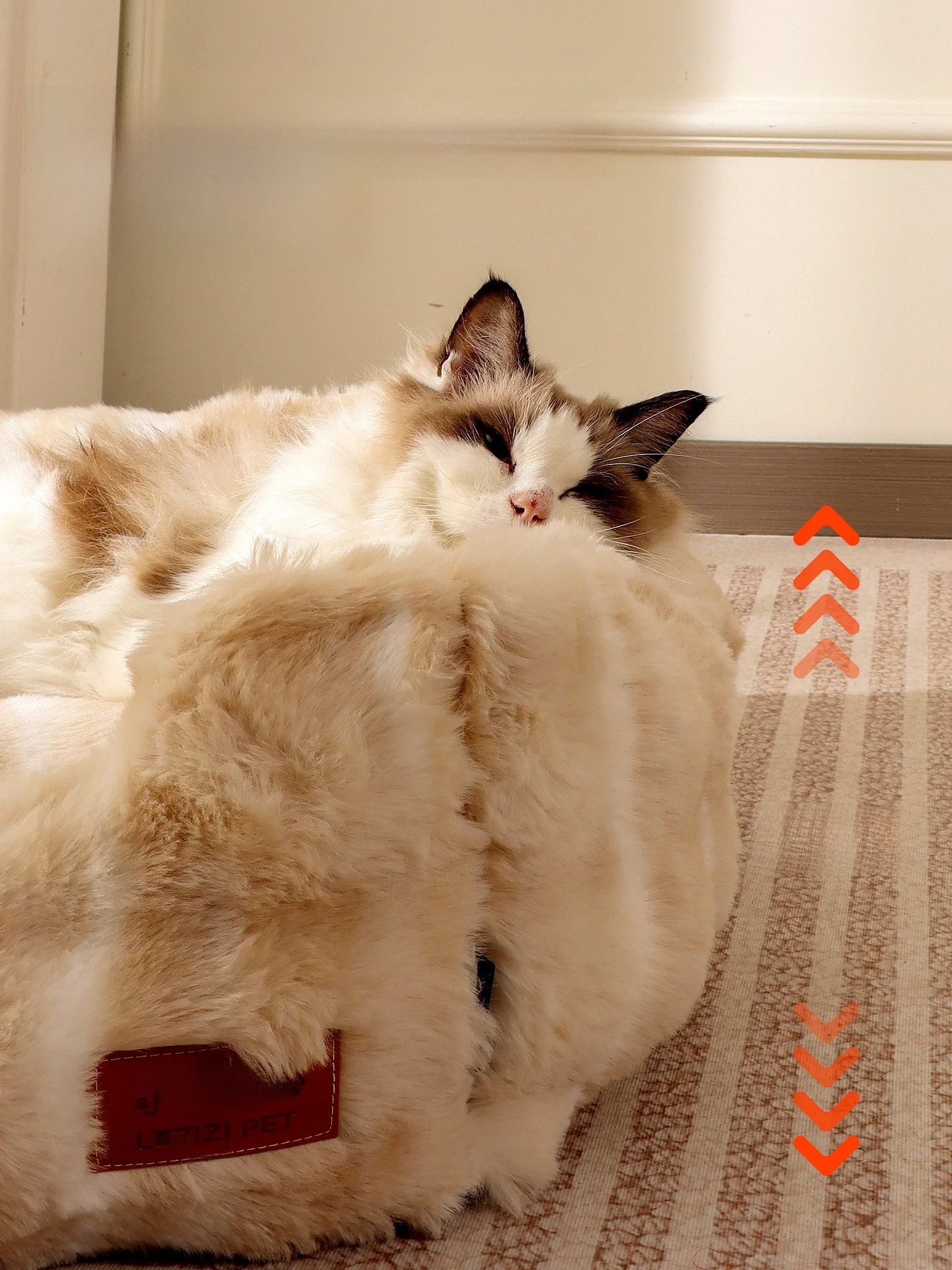 猫のこたつとは？本当に猫が幸せになるための最適な冬の居場所はこれ！