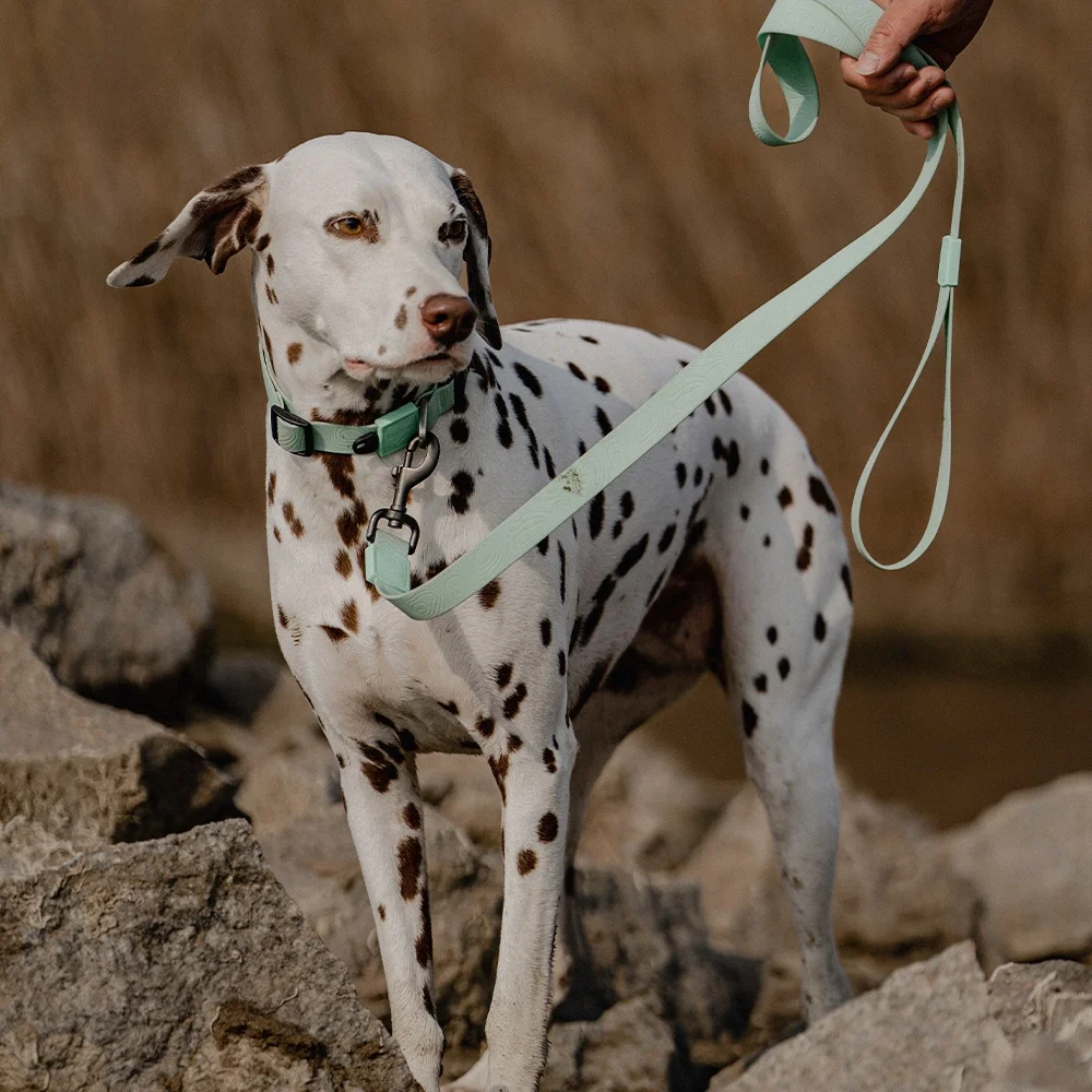 犬のお散歩グッズをコスパ良く揃える方法 - 防水加工とエンボスデザインの機能性