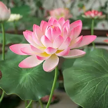 EVA製 仮想蓮の花【水辺装飾・庭園用・舞台演出・撮影小道具】