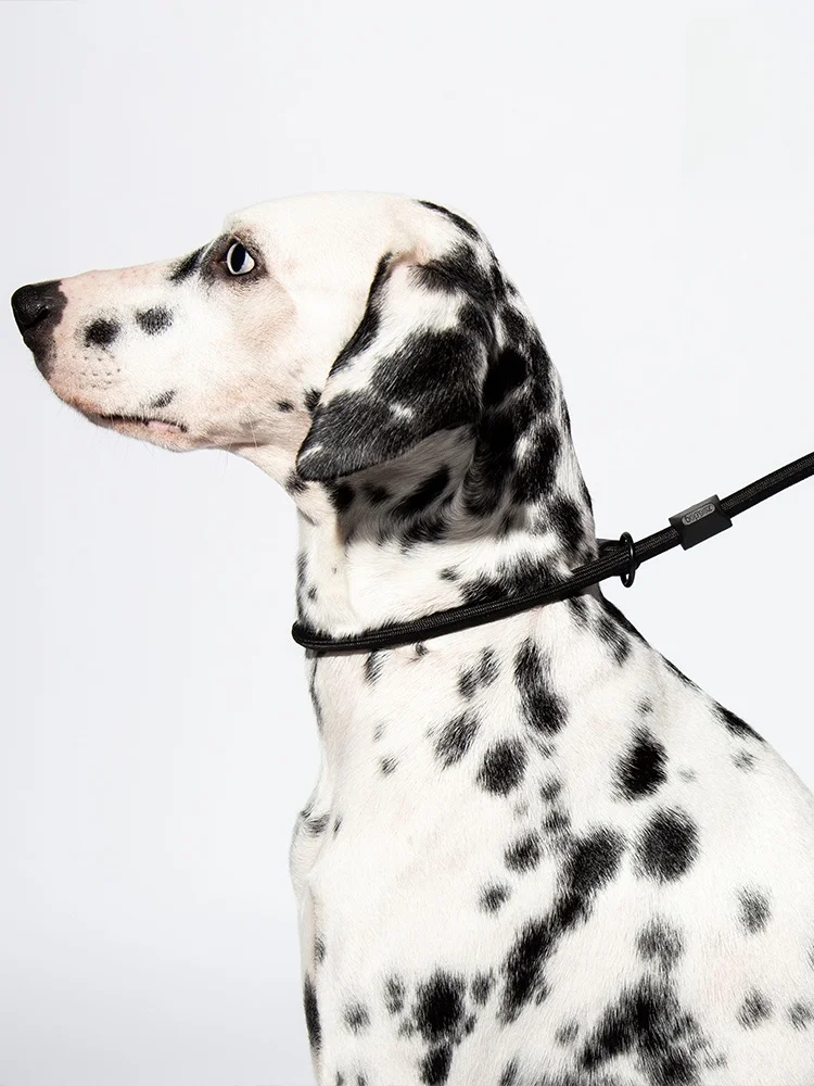 犬のお散歩グッズをコスパ良く揃える方法｜スライド式リードでストレスを減らす完全ガイド
