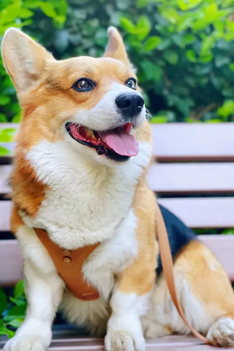 Puppytie 胸付リード【中小型犬用・コーギー・テディベア犬対応・ペット用】