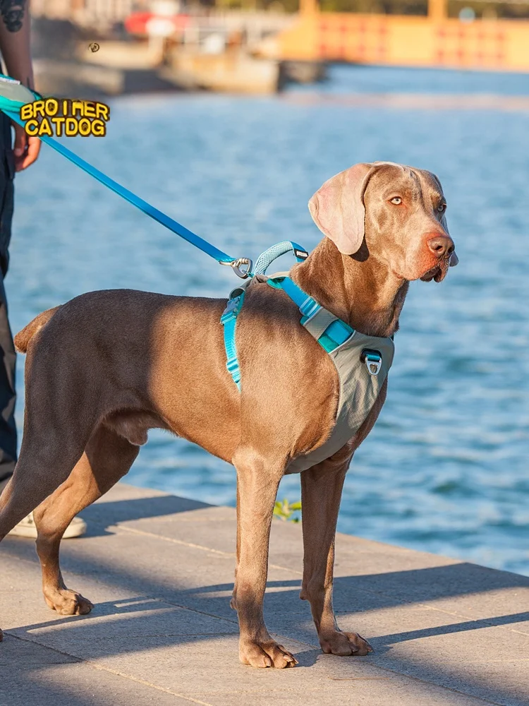 犬のお散歩グッズをコスパ良く揃える方法　完全ガイド