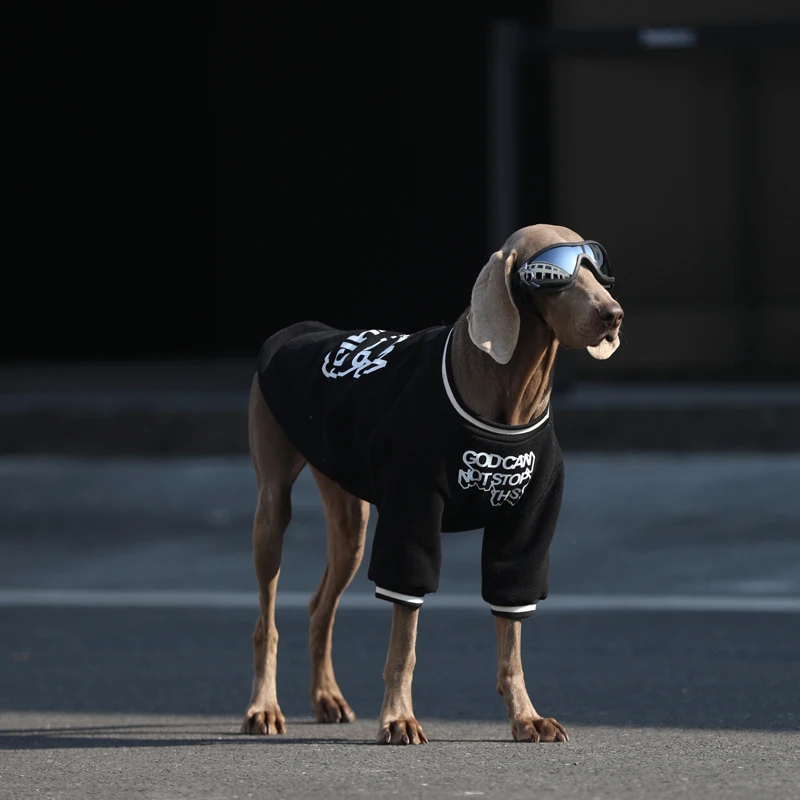 大型犬用ウェア：春秋対応のフーディーで日常のスタイルを整える