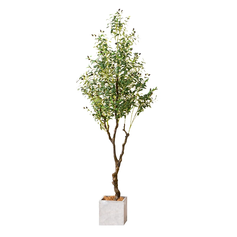 インテリア買い物リストに加えるべき植物は？オリーブの木の選び方と配置ガイド