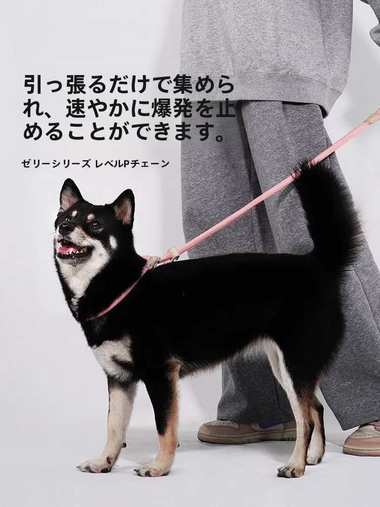 犬のお散歩グッズをコスパ良く揃える方法　安全機能の選び方を徹底解説