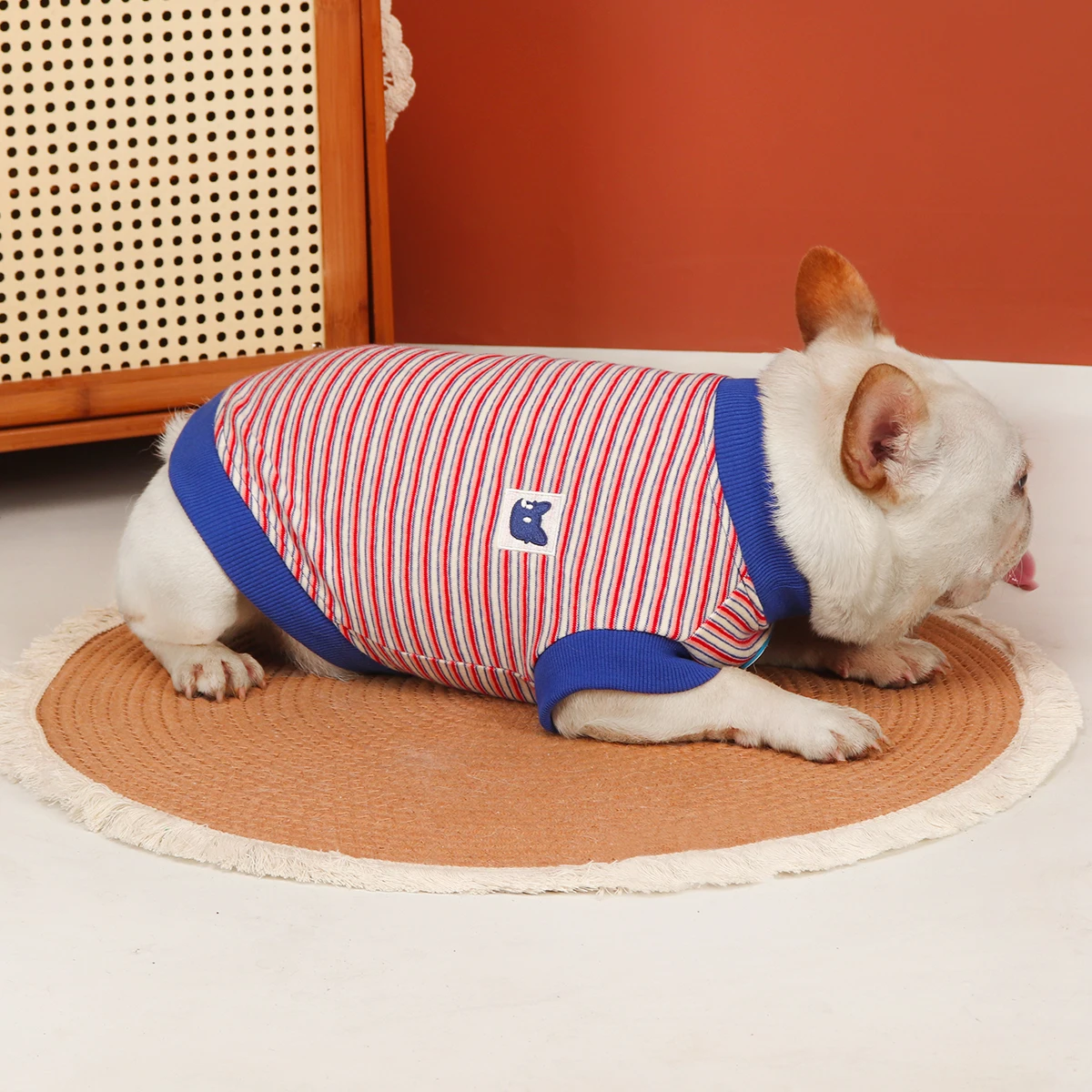 犬を飼う初心者にぴったりの春の着こなしは？半袖スウェットシャツの選び方