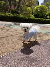 通気性のある柔らかい底の犬用シューズ【小型犬用・季節対応・タッディ用】