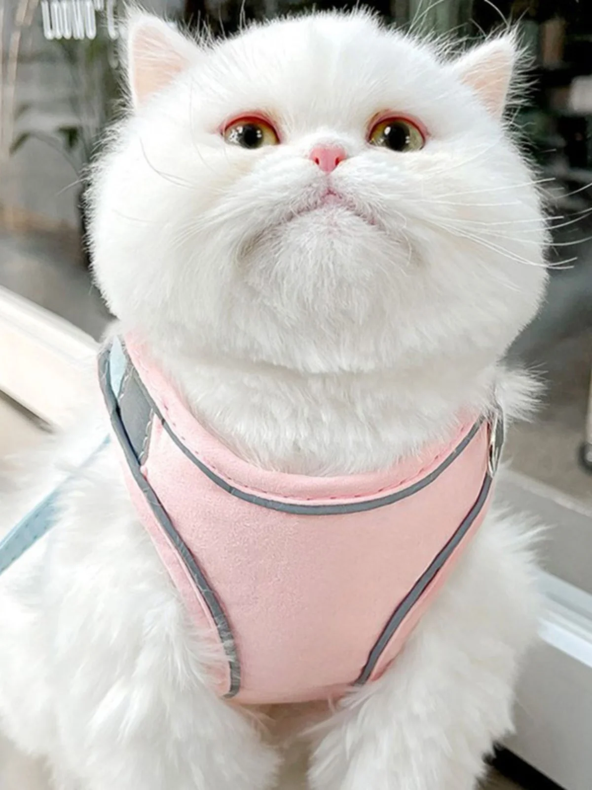 猫飼いが買ってよかったもの・悪かったもの正直に言う：可愛い猫用ハーネスの機能とサイズ選定
