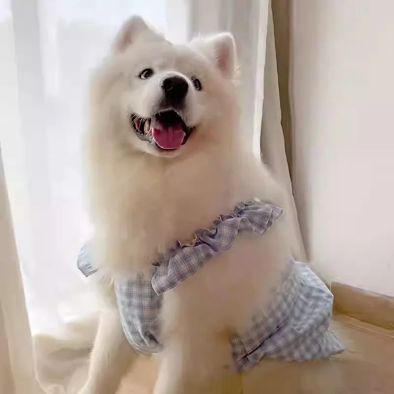 ラブラドールレトリバーにぴったりの夏の服は、どう選ぶ？