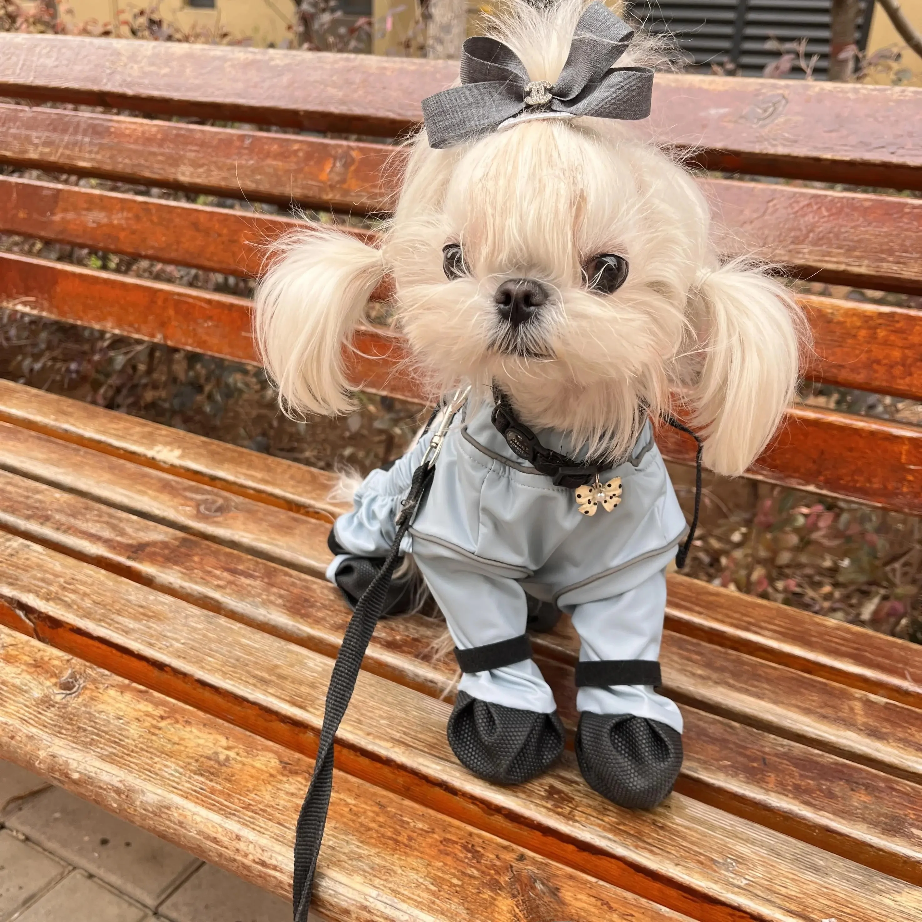 犬のお散歩グッズをコスパ良く揃える方法 - 防滑防汚防水シューズの技術的背景