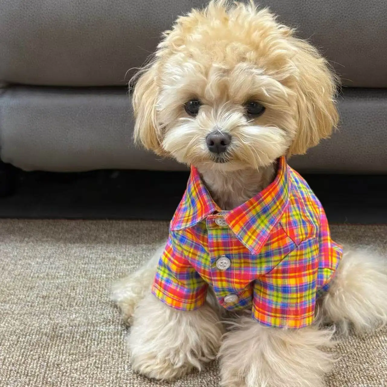 犬が暑さに弱いとき、どんなシャツが最適なのか？
