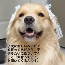 可愛いリボン付き犬用ヘアクリップ【金毛・トイプードル・耳飾り】