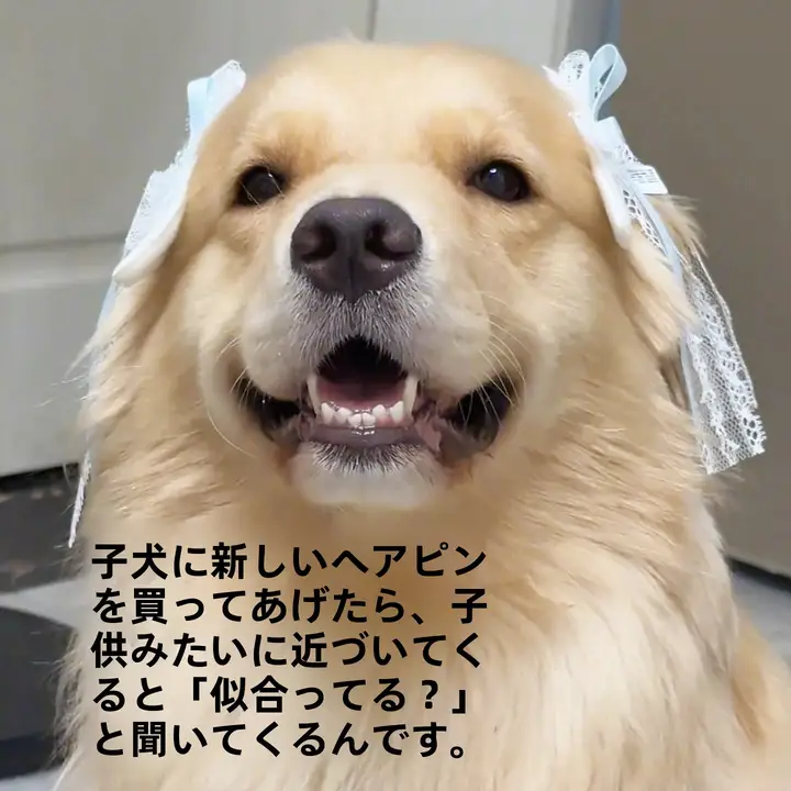 可愛いリボン付き犬用ヘアクリップ【金毛・トイプードル・耳飾り】