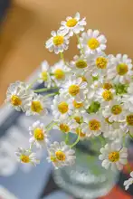 花飾り 小さなデイジー リビング用装飾 グリーン植物 偽造花 美しい形状