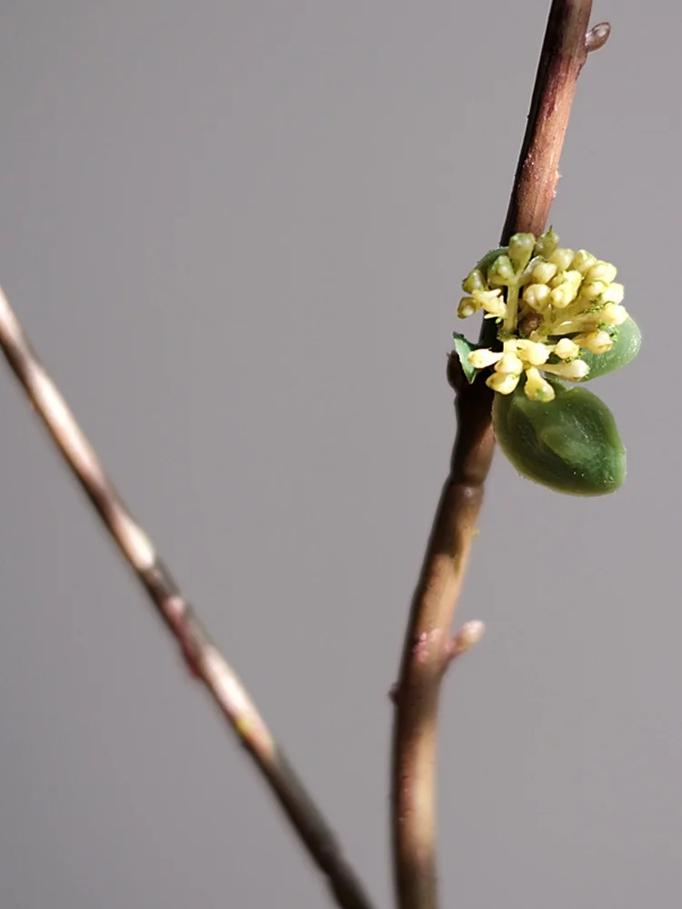 高級感あるグリーンの花芽アートフラワー：侘寂風リビング装飾の実用性と季節感