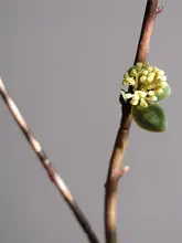 高級感あるグリーンの花芽アートフラワー【リビング装飾・和のテイスト】