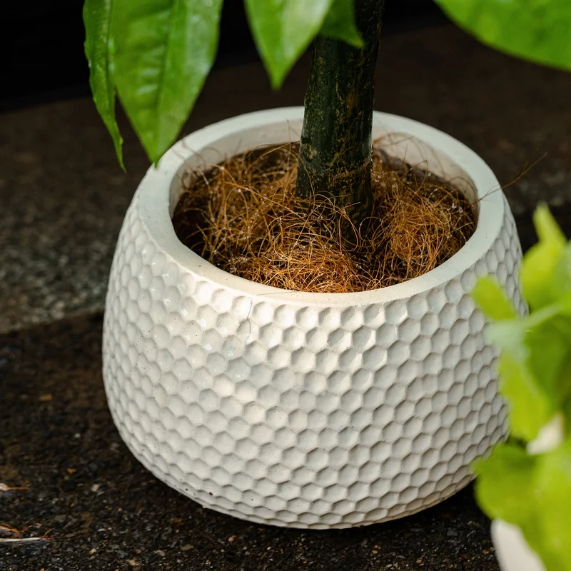 暑さ寒さに強い植物 屋外で長く生きるグリーンインテリアの選択肢