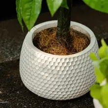 北欧風のグリーンインテリア！シンプルなデザインの観葉植物用花鉢【モンステラ・サンセベリア・バirdオブパラダイス対応】