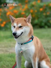 XPAWS Cross 犬用カラー【ナイロン製・軽量・調節可能・中型犬用・頑丈な迷子札取り付け可】