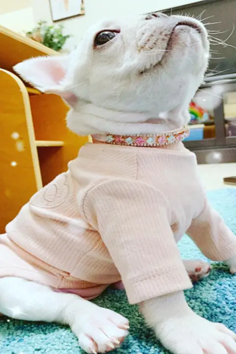 ペット用首輪ネックレス【犬猫用・パール・クリスタル装飾・ピンク・ホワイト】