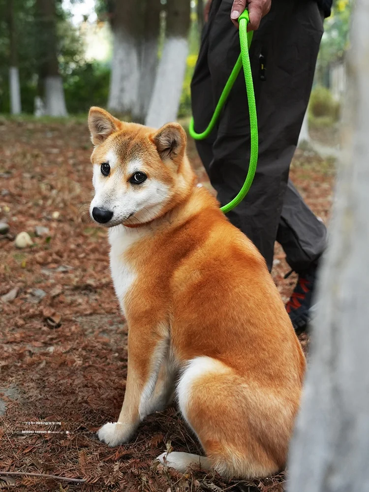 防爆仕様の犬用リード：衝撃耐性と脱走防止が実現される実用性の証