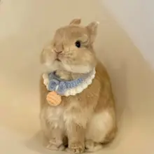 可愛い手作り編み猫用エプロン【うさぎデザイン・金色グラデーション】