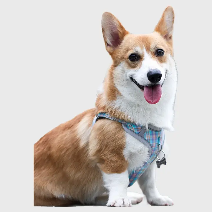 中小型犬用リード【テディ・コーギー対応・ハーネスデザイン】