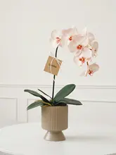 リアルタッチ胡蝶蘭の造花アレンジメント【リビング・ダイニング・玄関用・インテリア装飾】