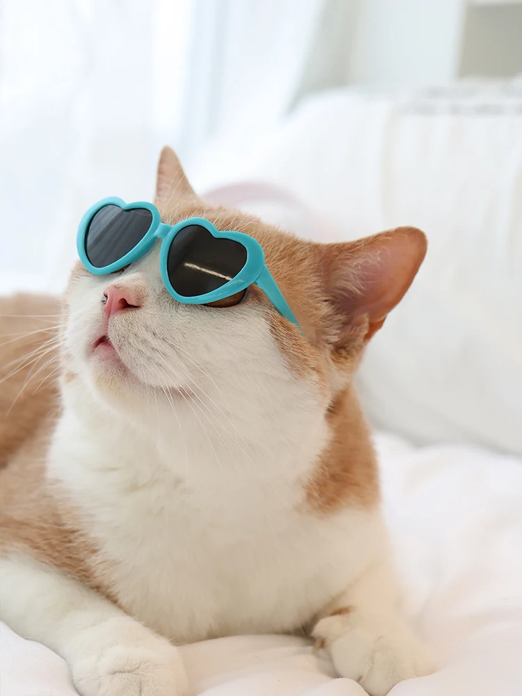 猫飼いが買ってよかったもの・悪かったもの正直に言う｜サングラスで見せる猫の存在感
