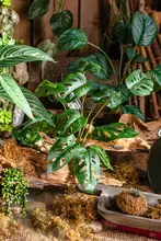 リアルな仙洞の亀背葉 グリーン植物 花挿し 装飾花卉