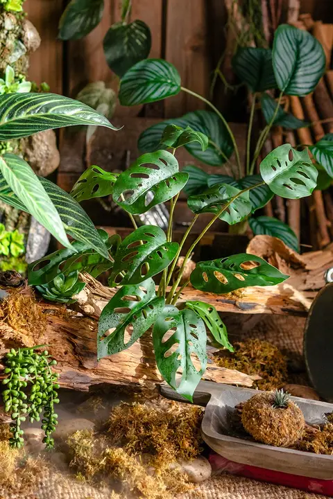 リアルな仙洞の亀背葉 グリーン植物 花挿し 装飾花卉