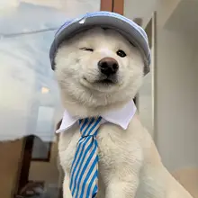 かわいい犬用ネクタイ【ペット用・スカーフ・柴犬・ウエストハイランドホワイトテリア】