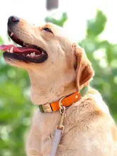 ペット用タム犬用首輪【中型・大型犬用・防紛失・リード付き】