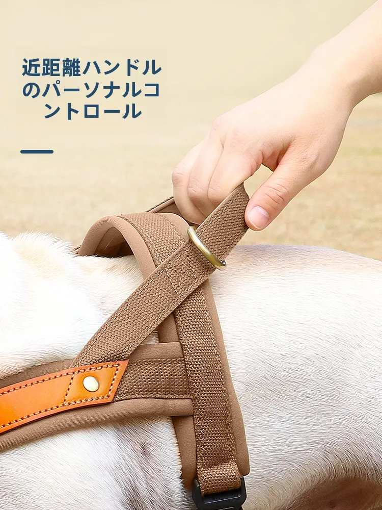 犬のお散歩グッズをコスパ良く揃える方法｜胸部装着タイプの実測ガイド