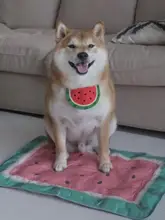 ペット用西瓜デザインエプロン【犬・猫兼用・かわいい・防水】