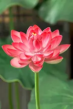EVA製 仮想蓮の花【水辺装飾・庭園用・舞台演出・撮影小道具】