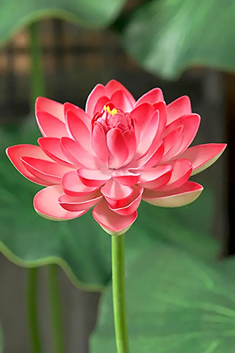 EVA製 仮想蓮の花【水辺装飾・庭園用・舞台演出・撮影小道具】