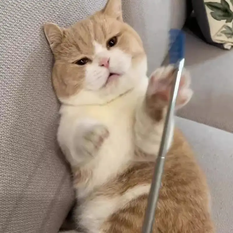 お迎え棒を選ぶべきタイミングは？実は猫のストレス解消に最適なアイテムが見つかった